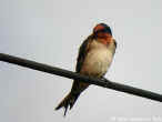 Pacific_Swallow_DSCN6063.jpg (46451 bytes)