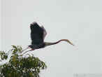 Purple Heron (Ardea Purpurea).jpg (79292 bytes)