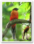 Scarlet-rumped Trogon 29751.jpg (80109 bytes)
