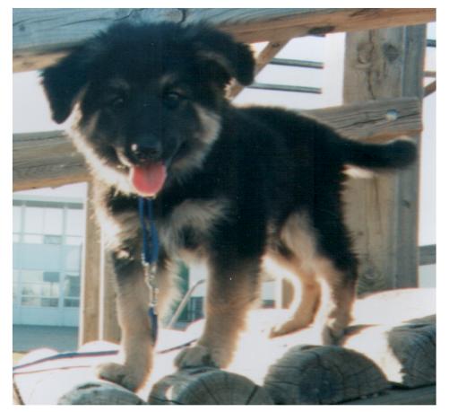 Duke on Stage (at 3 Months)