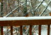 Bluebird on deck rail in the Winter