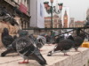 pigeons in venice
