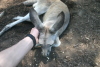 Kangaroo Petting