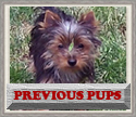 Previous Pups