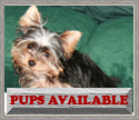 Pups Available