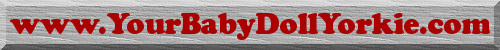 www.yourbabydollyorkie.com