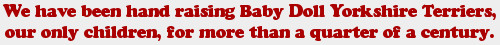 We have been hand raising Baby Doll Yorkshire Terriers, our only children, for more than a quarter of a century.