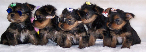 Image of Pups