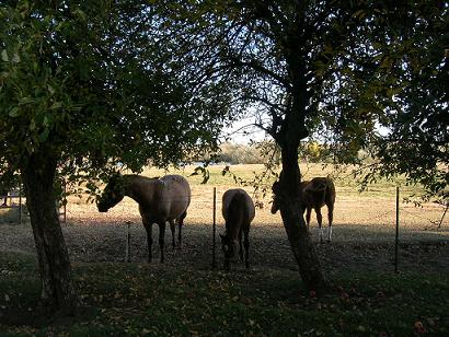 Meredith Ranch Virtual Tour, Click Here