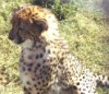 cheetahcub.jpg