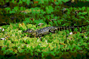 Florida alligator