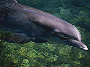 Florida dolphin