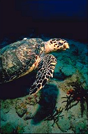 Florida Turtle