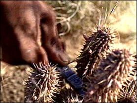 Hoodia - great appetite suppressant