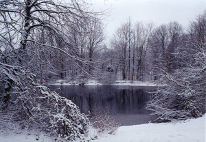 Snow scene (C) David Hogan