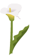Calla Lily