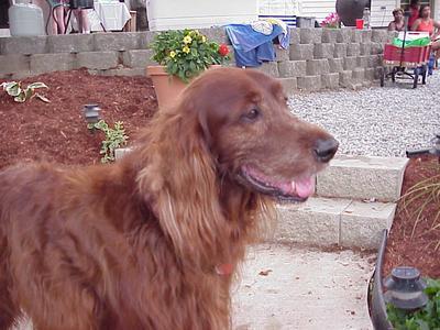 Irish Setter Brandon