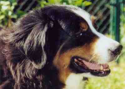 Bernese Mountain Dog, Gemma, diagnosed lymphoma
