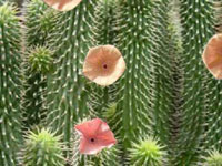 African plant Hoodia help fight fat