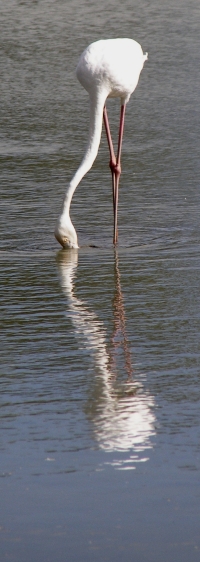 CamargueFlamingoPair1Wee