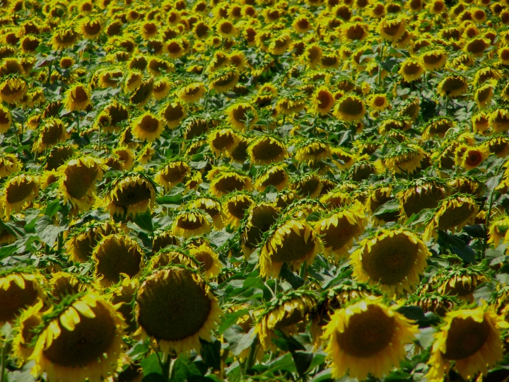 SunflowerFieldWee