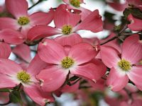 pink dogwood