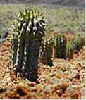 How Hoodia help you lose weight