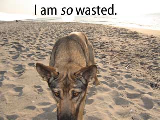 [Dog with red eyes] I am so wasted.