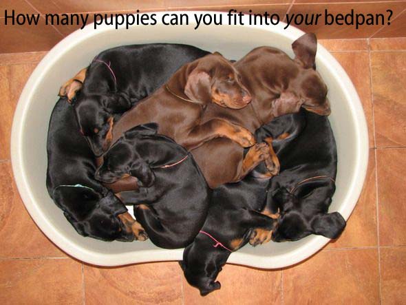 How many puppies can you fit into your bedpan?