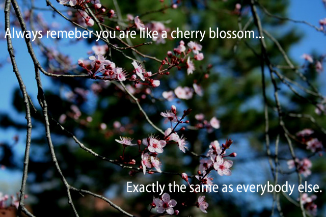 Always remember you are like a cherry blossom... exactly the same as everyone else.