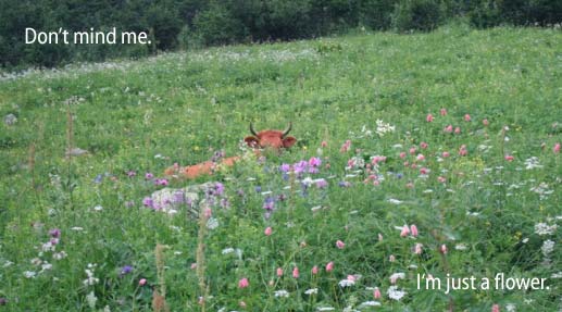 [Cow standing in tall grass] Don't mind me.  I'm just a flower.