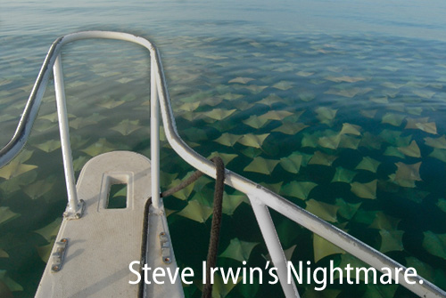 [lots of stingrays in the ocean]  Steve Irwin's Nightmare.