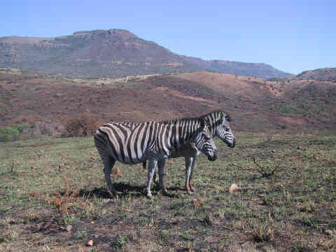 zebraer