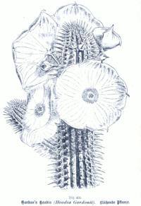 Hoodia. Θαύμα hoodia εναντίον παχυσαρκία.