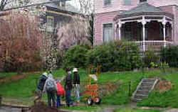 Planting a cherry tree on Kenyon Street