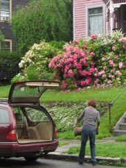 Customer loads an old sewer pipe into her trunk with full-blooming rhodos in the background