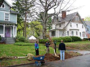 A new cherry tree for one of the oldest homes on the street