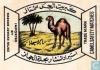 Camel matches Jeddah Saudi Arabia Kebrita