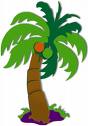 coconut tree