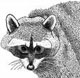 racoon