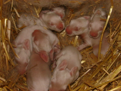 6 days old white satins
