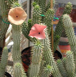 Hoodia conjunction
