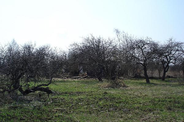 apple trees.jpg