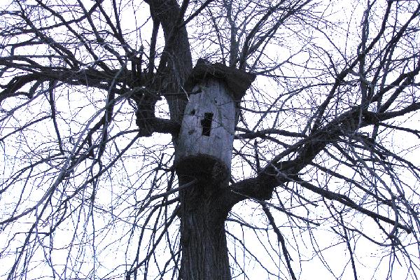 tree-house.jpg