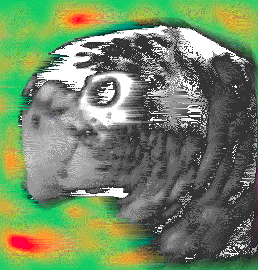 Mascota Obramaury:Cotorra Nacional