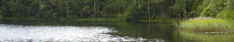 My Paradise Theory Netshop