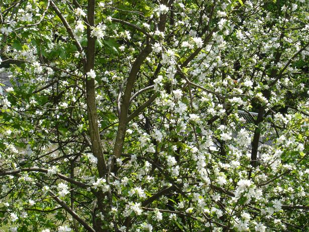 Apple tree flowers