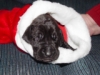 great dane puppy in stocking