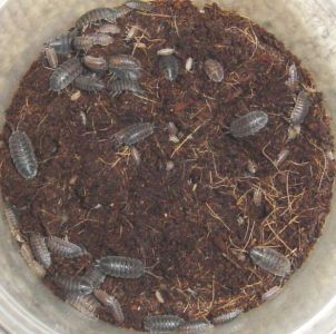 Gray Porcellio (Mixed ages).