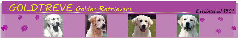 Goldtreve Golden Retrievers